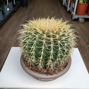 Echinocactus grusonii