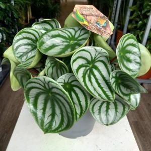 Peperomia argyreia watermelon