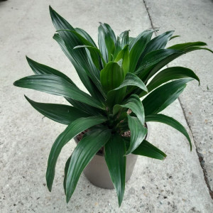 Dracaena compacta