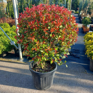 Photinia x fraseri Carre Rouge