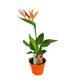 Strelitzia reginae