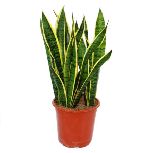 Sansevieria trifasciata Laurentii
