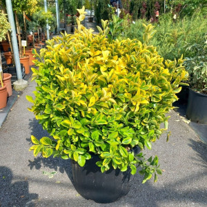 Euonymus elegantissima Aureus