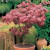 Acer palmatum Atropurpureum
