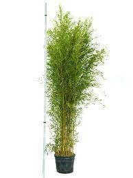 Bambus – Phyllostachys