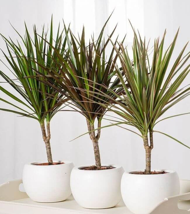 Zmajevo drvo – Dracena marginata