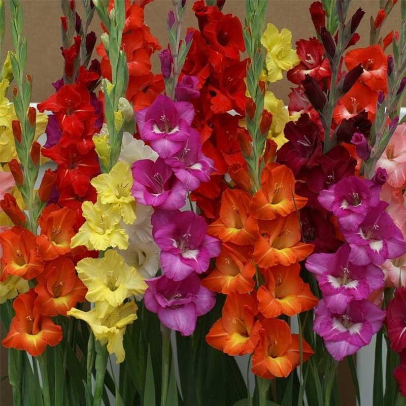 Gladiola mix