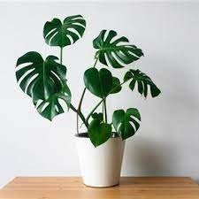 Monstera