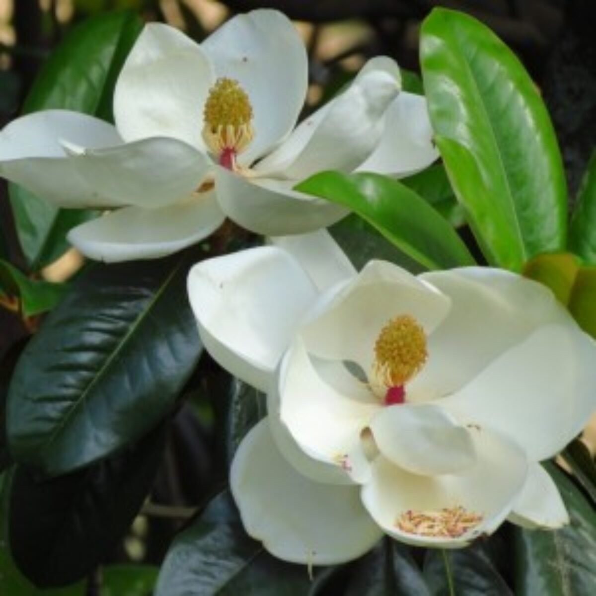 Zimzelena magnolija