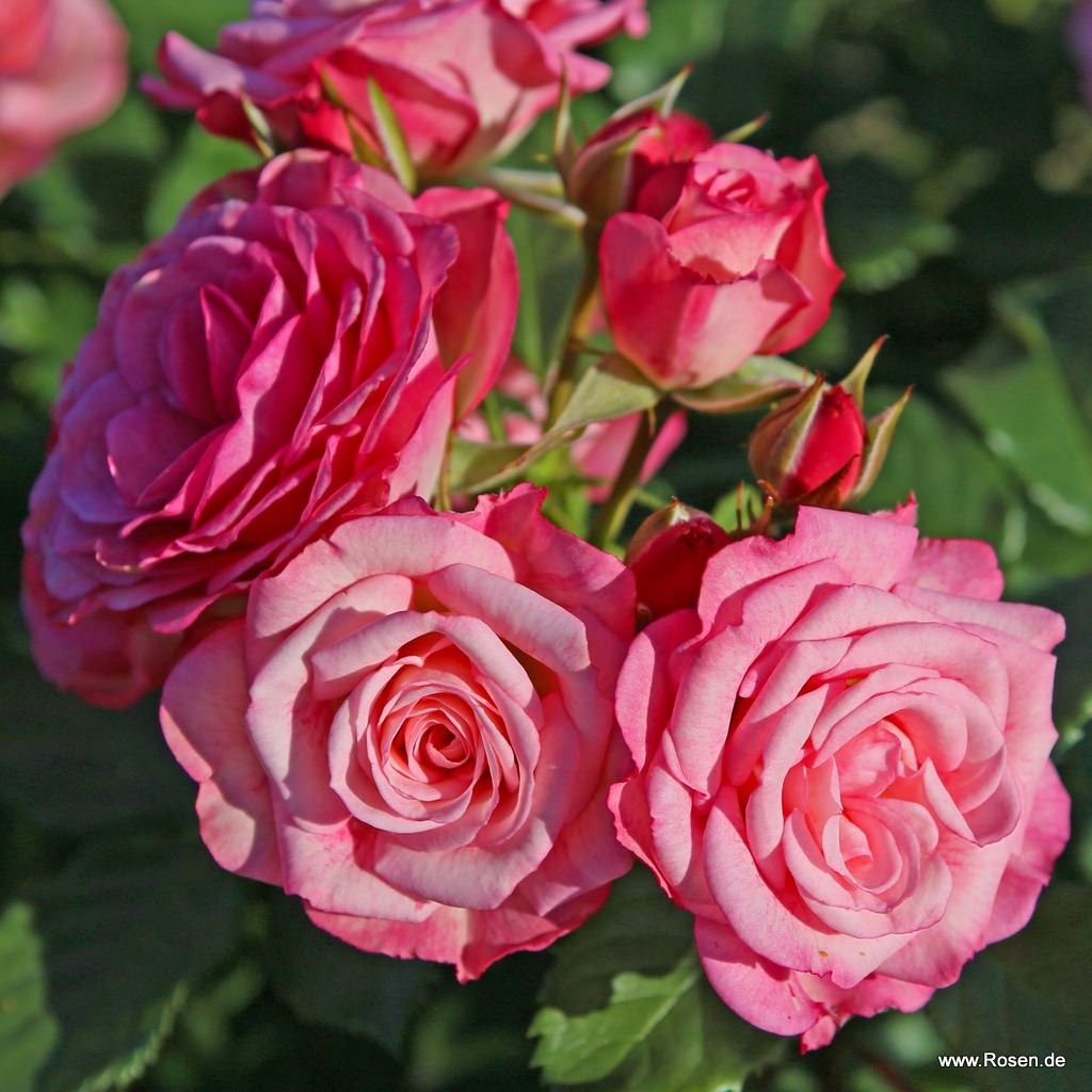 Ksenija (Xenia) - ruža