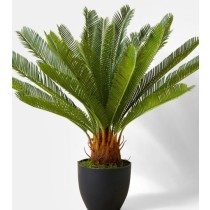 Cikas palma – Sago palma