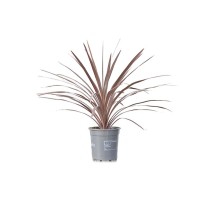 Kordilina ‘Red Star’