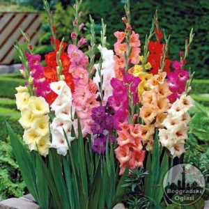 Gladiola mix