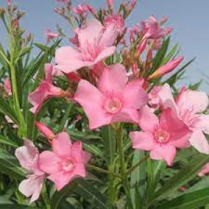 Oleanderi – Nerium oleander