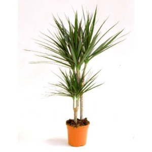 Zmajevo drvo – Dracena marginata
