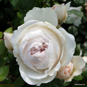 Hercogin Kristina (Herzogin Christiana) - ruža