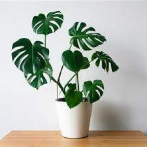Monstera