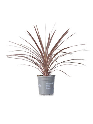 Kordilina ‘Red Star’