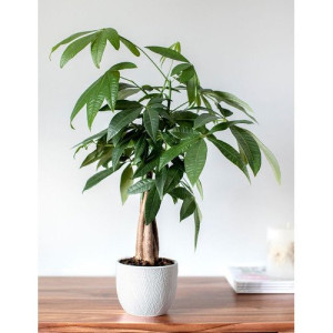 Pahira - Pachira aquatica