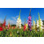 Gladiola mix