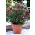 Oleanderi – Nerium oleander