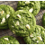 Matcha cookie sa belom čokoladom